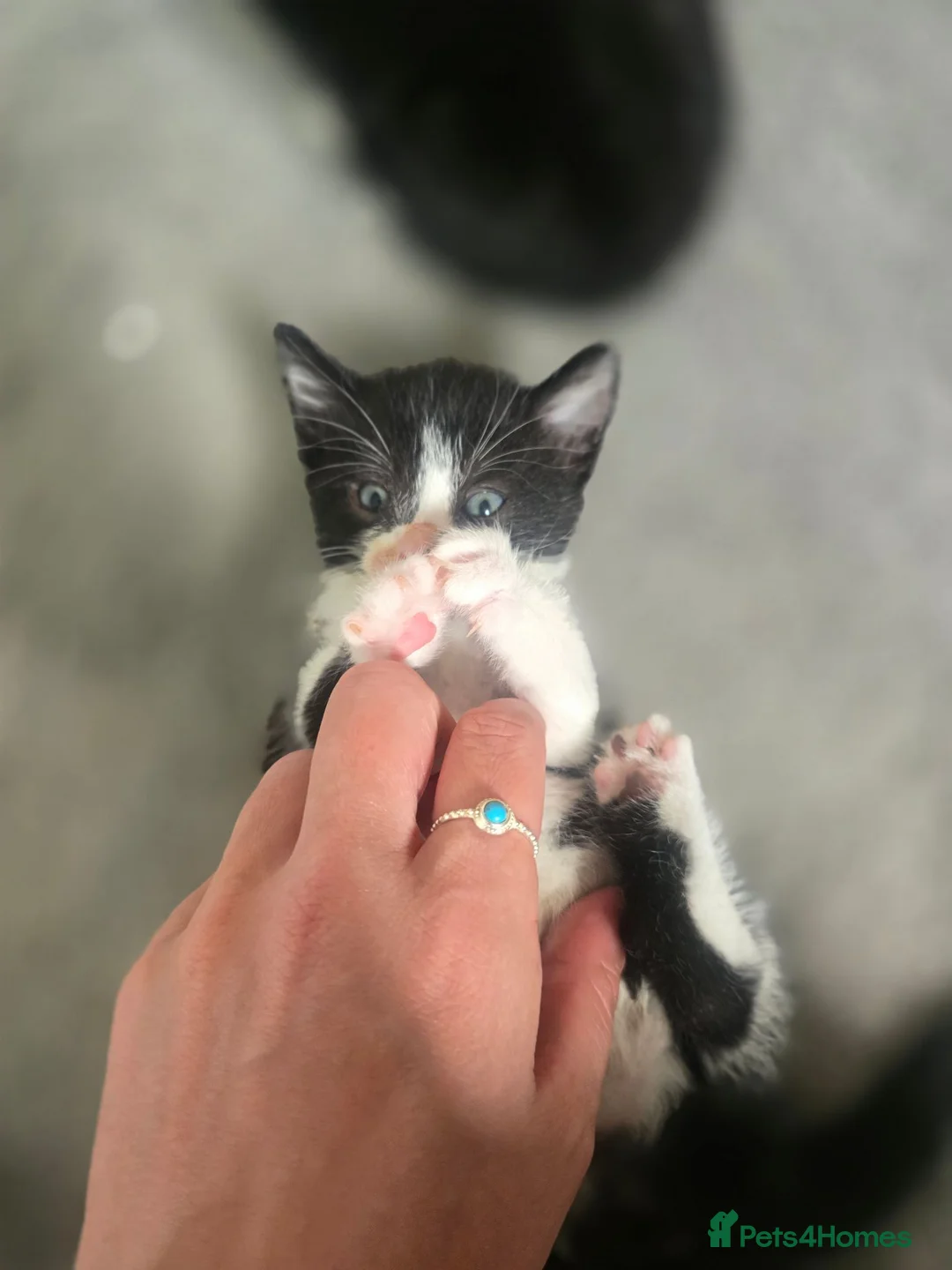 Mixed Breed cats for sale: 3 Beautiful Kittens Available  - Advert 13