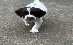 English Springer Spaniel dogs for sale: Springer spaniel puppies - Advert 17