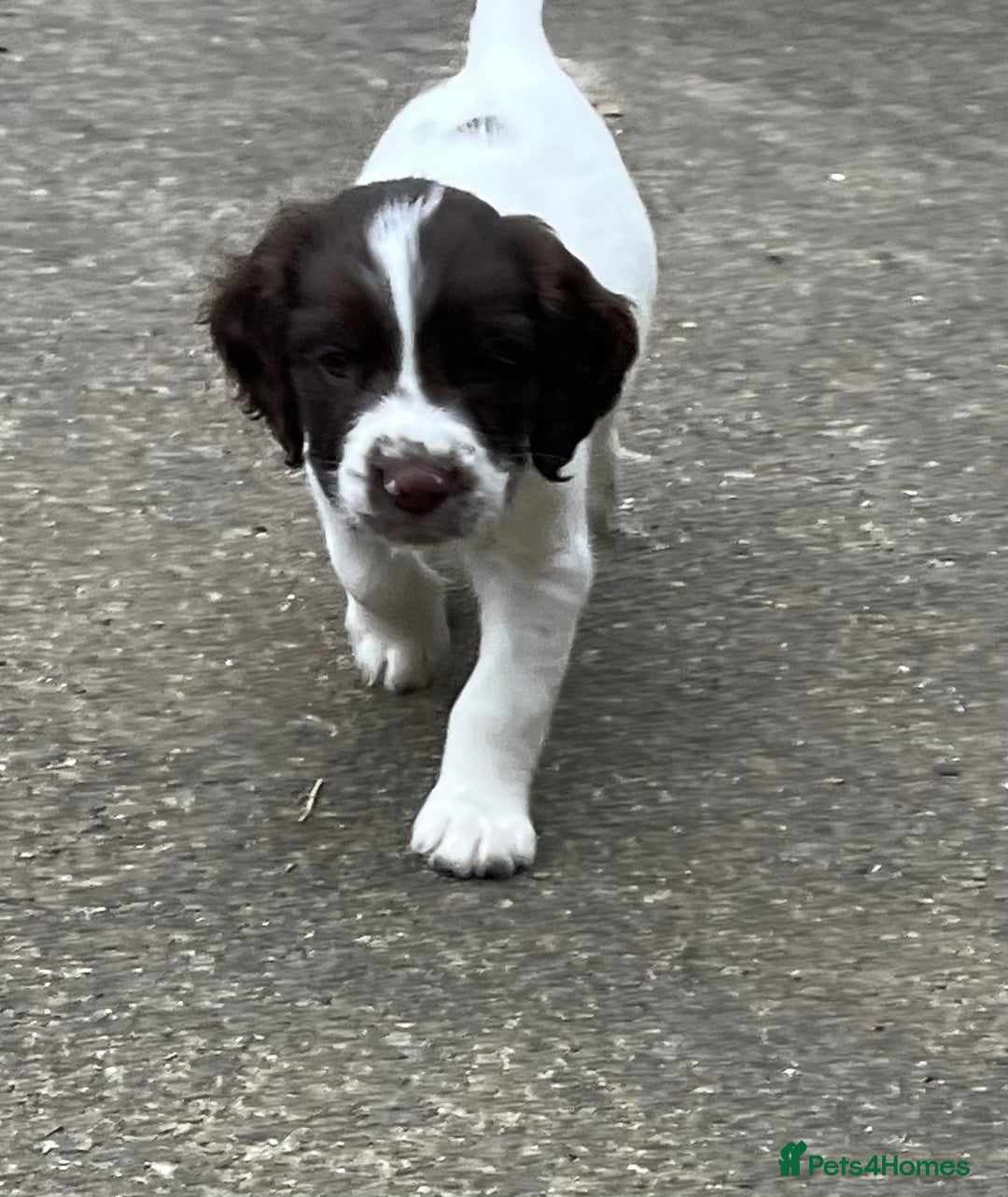 English Springer Spaniel dogs for sale: Springer spaniel puppies - Advert 17