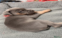 Cane Corso dogs for sale: CANE CORSO TOP QUALITY STRAJANO BLOODLINE FERMINTO - Advert 7