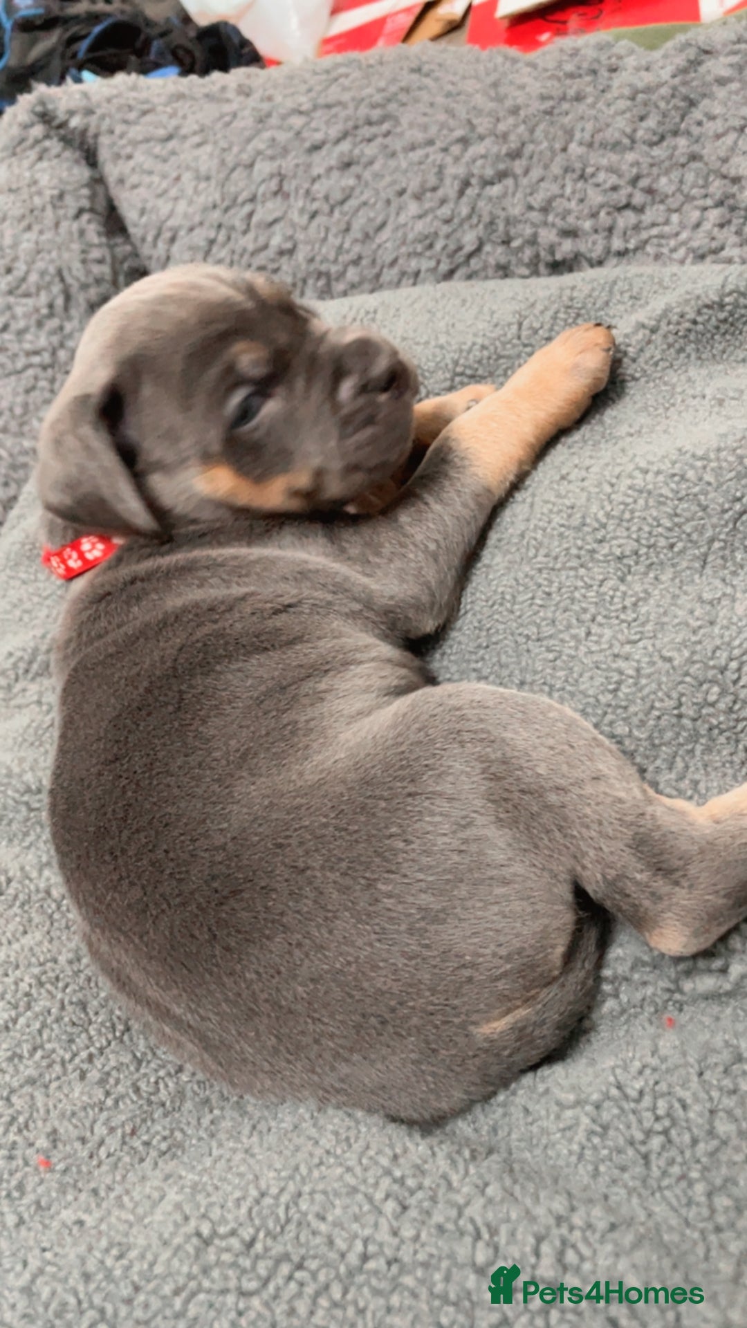 Cane Corso dogs for sale: CANE CORSO TOP QUALITY STRAJANO BLOODLINE FERMINTO - Advert 7