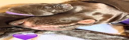 German Shorthaired Pointer dogs for sale: Beautiful GSP pups!Confident, lovingly socialised  - Advert 8