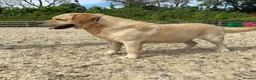 Labrador Retriever dogs for sale: 3 labs needing a new home - Advert 8