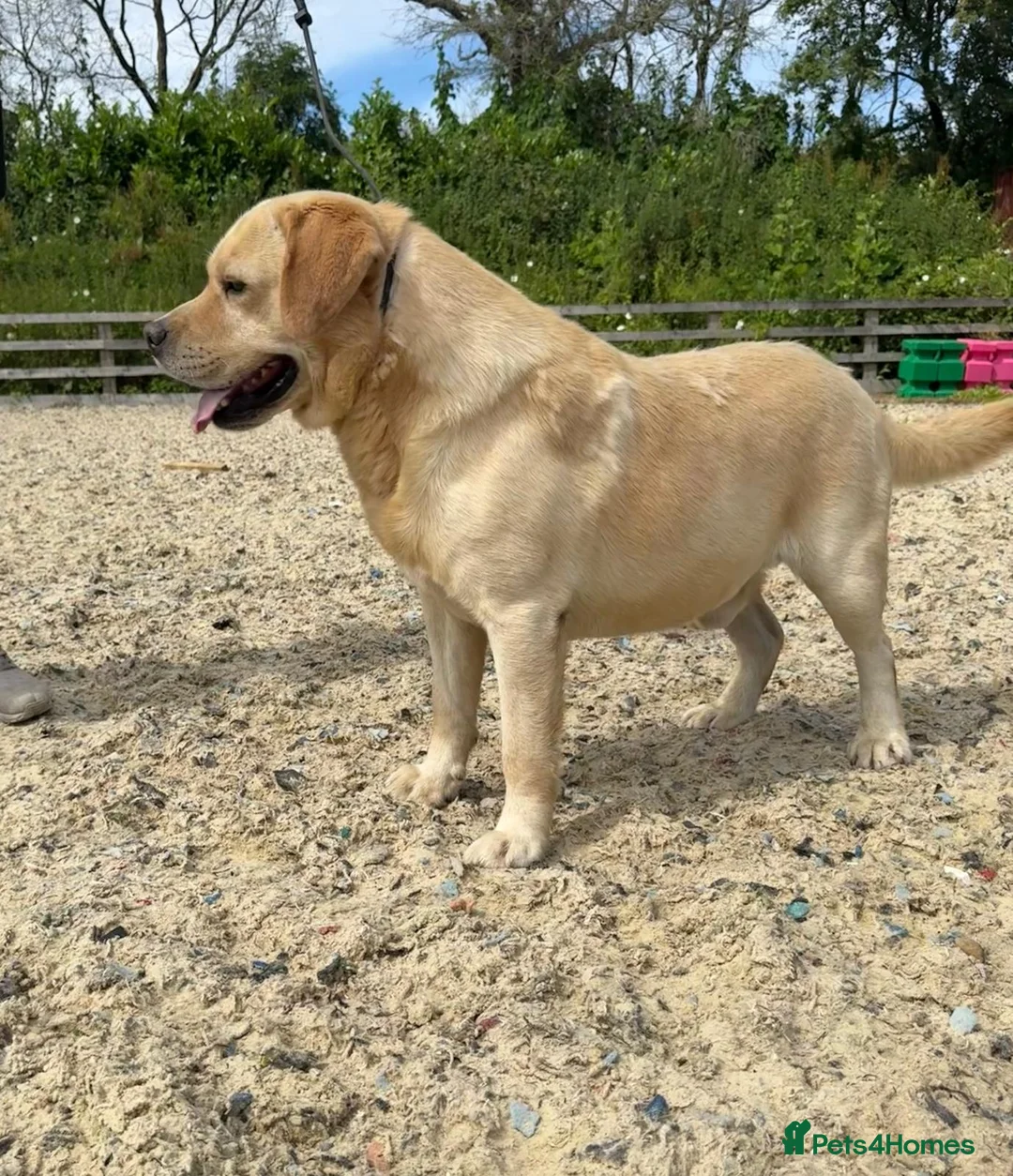 Labrador Retriever dogs for sale: 3 labs needing a new home - Advert 8