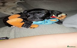 Mixed Breed dogs for sale: Female staffy mixed - Image 1