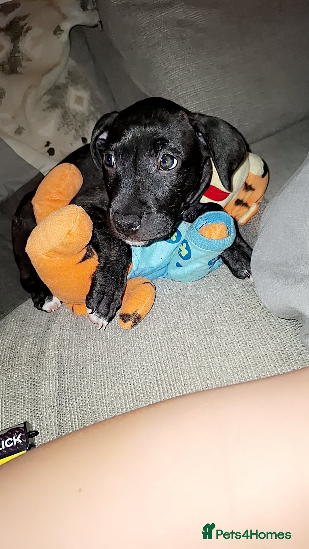 Mixed Breed dogs for sale: Female staffy mixed - Image 1