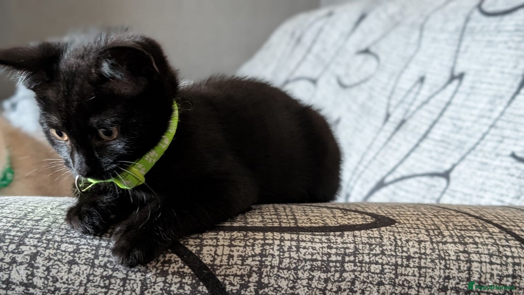Mixed Breed cats for sale: Beautiful Kittens - Image 17