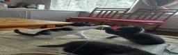 Mixed Breed cats for sale: 3 kittens  - Advert 27