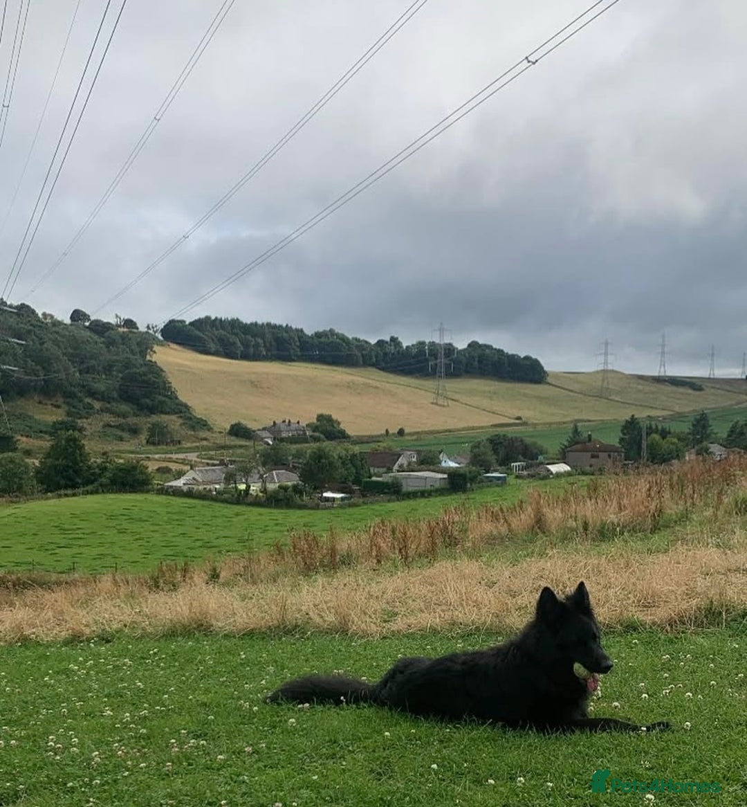 German Shepherd dogs for sale: German shepherd puppies  - Image 11
