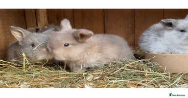 Mini Lop rabbits - Advert 10