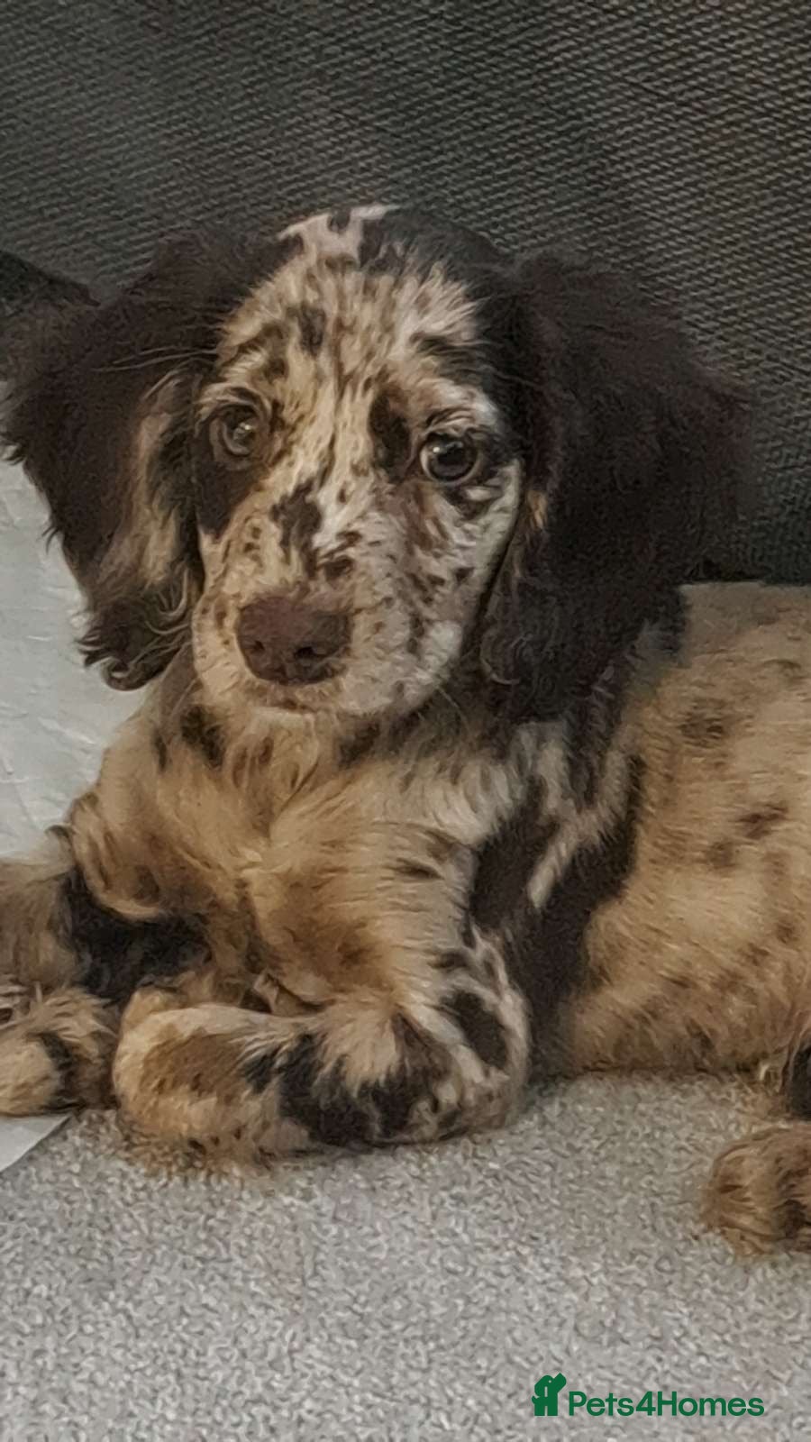 Sprocker dogs Sprocker spaniel  - Advert 8