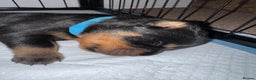 Rottweiler dogs for sale: KC Rottweiler puppies  - Advert 18