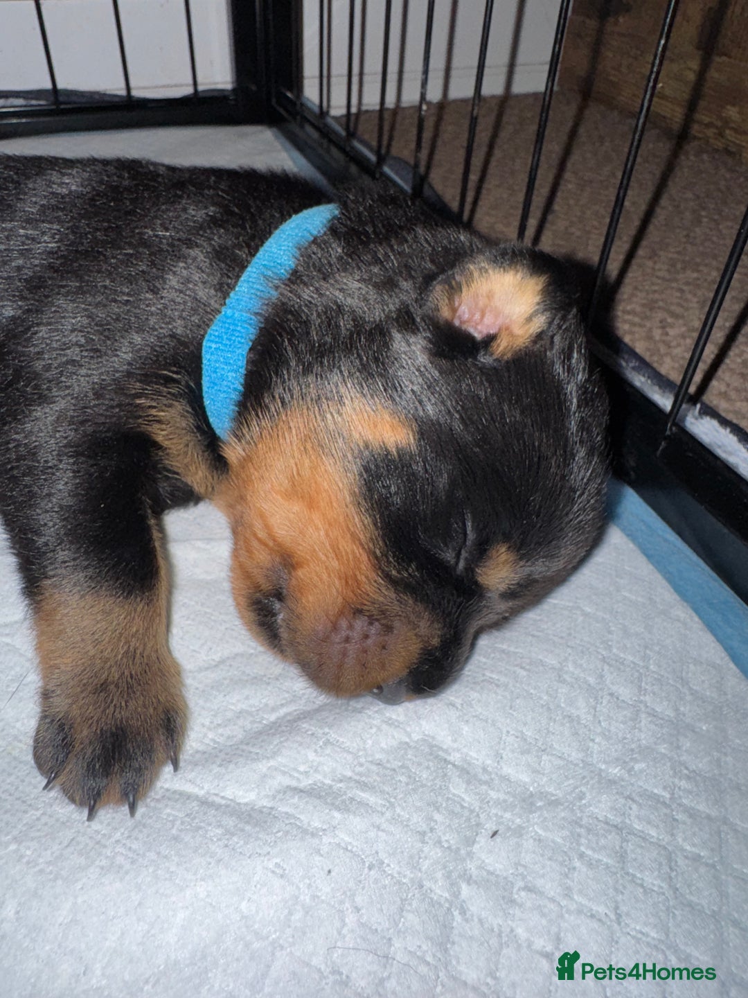 Rottweiler dogs for sale: KC Rottweiler puppies  - Advert 18