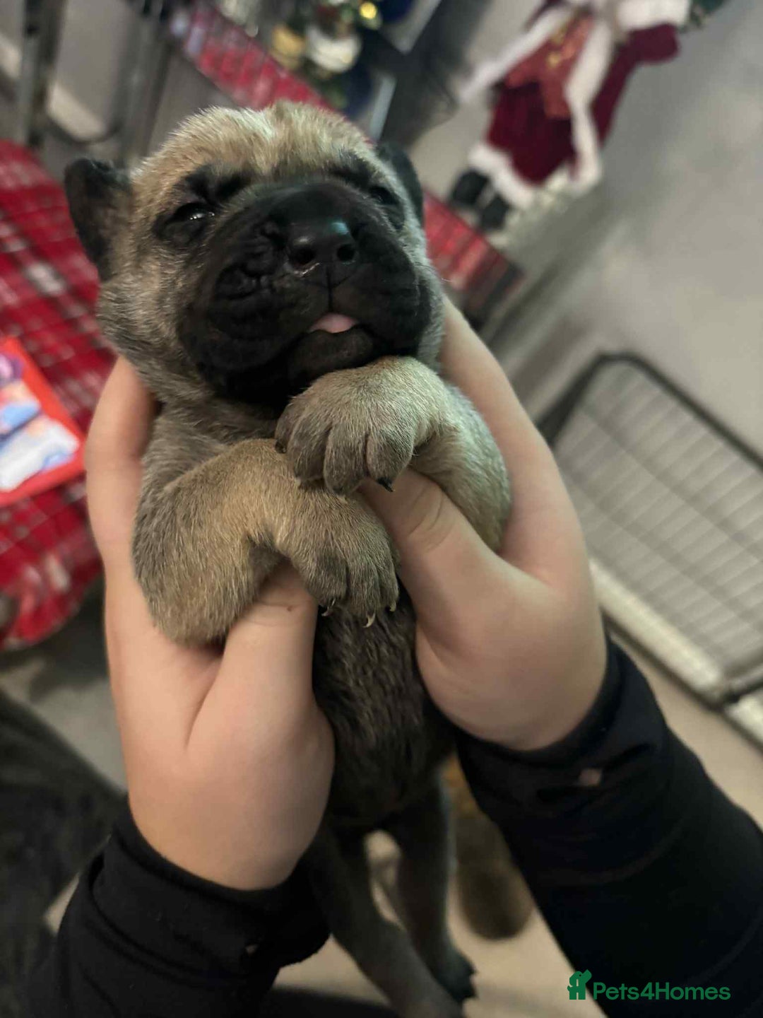 Mixed Breed dogs for sale: Cane corso  ** tiff - Advert 6