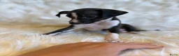 Italian Greyhound dogs for sale: ✨ KC Registered Italian Greyhound puppies ✨ - Advert 39