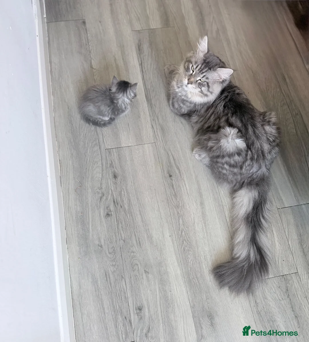 Maine Coon cats for sale: Maincoons kittens  in Cardiff - Advert 8