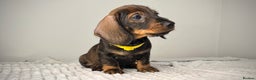 Miniature Dachshund dogs for sale: KC Reg Wire Haired Miniature Dachshund Puppies  - Advert 28