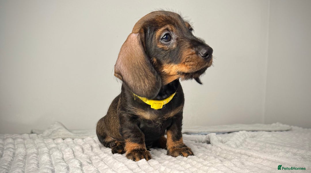 Miniature Dachshund dogs for sale: KC Reg Wire Haired Miniature Dachshund Puppies  - Advert 28