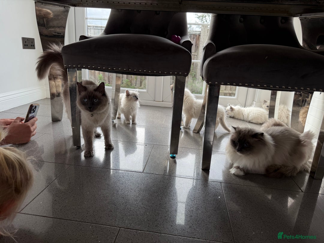 Ragdoll cats for sale: Beautiful ragdoll kittens  - Image 25