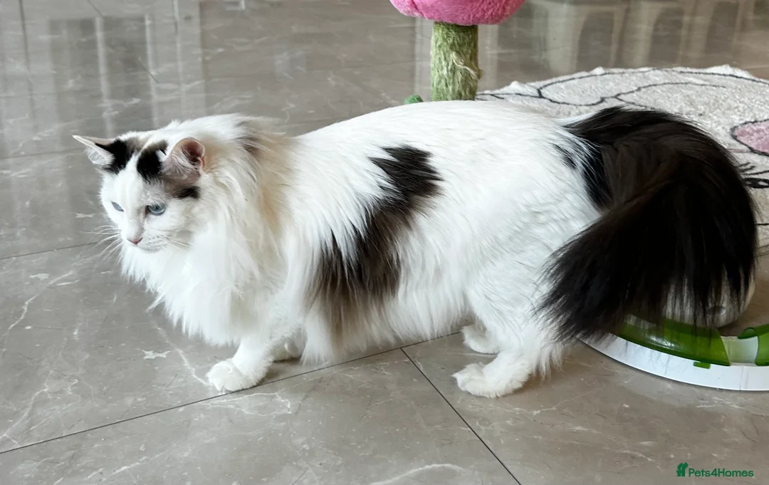 Ragdoll cats for sale: Gorgeous rare Van Ragdoll boy - Advert 18