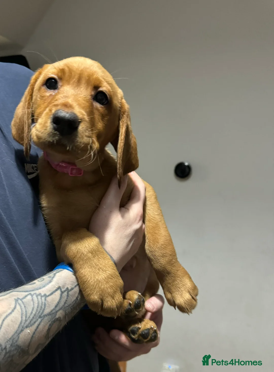 Labrador Retriever dogs for sale: Labrador Puppies (FOX RED) Last PUP Girl - Advert 5