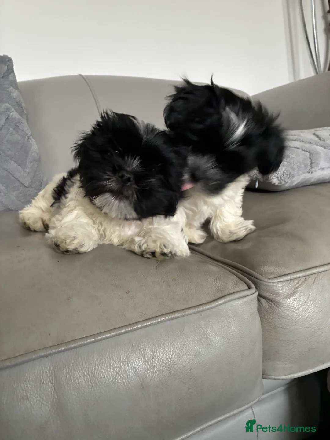 Malshi dogs for sale: Malshi pups - Advert 4