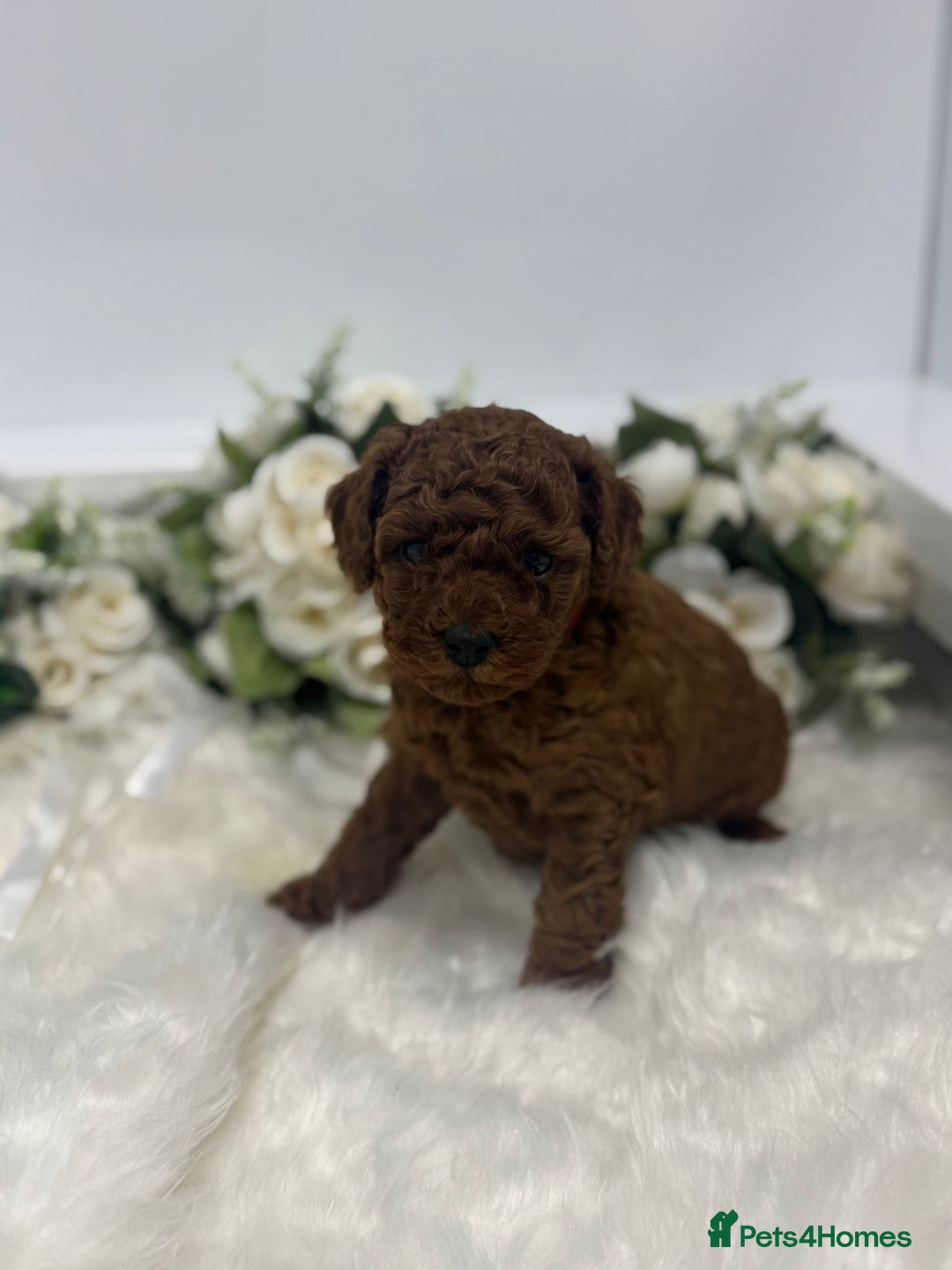 Toy Poodle dogs for sale: Toy poodle puppies  - Advert 11