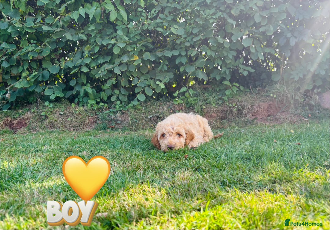 Cockapoo dogs for sale: 6 beautiful champagne and gold 🐶  - Image 15