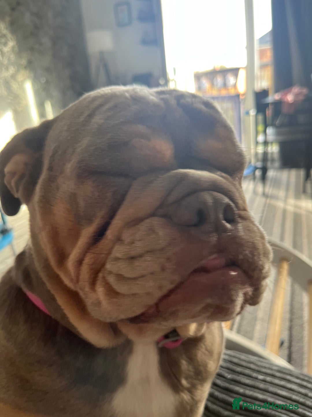 English Bulldog dogs for sale: Bonnie 3 year old British bulldog  - Advert 17