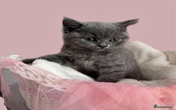 British Shorthair cats for sale: 🐾 Blue British Shorthair Kittens  🐾 - Image 6
