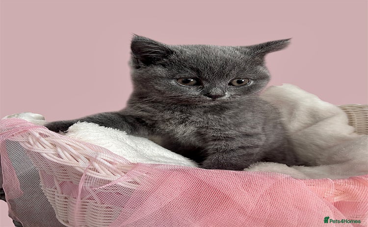 British Shorthair cats - Advert 14