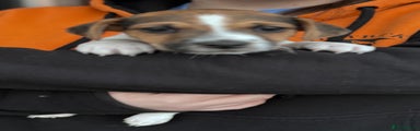 Jack Russell Puppy 4