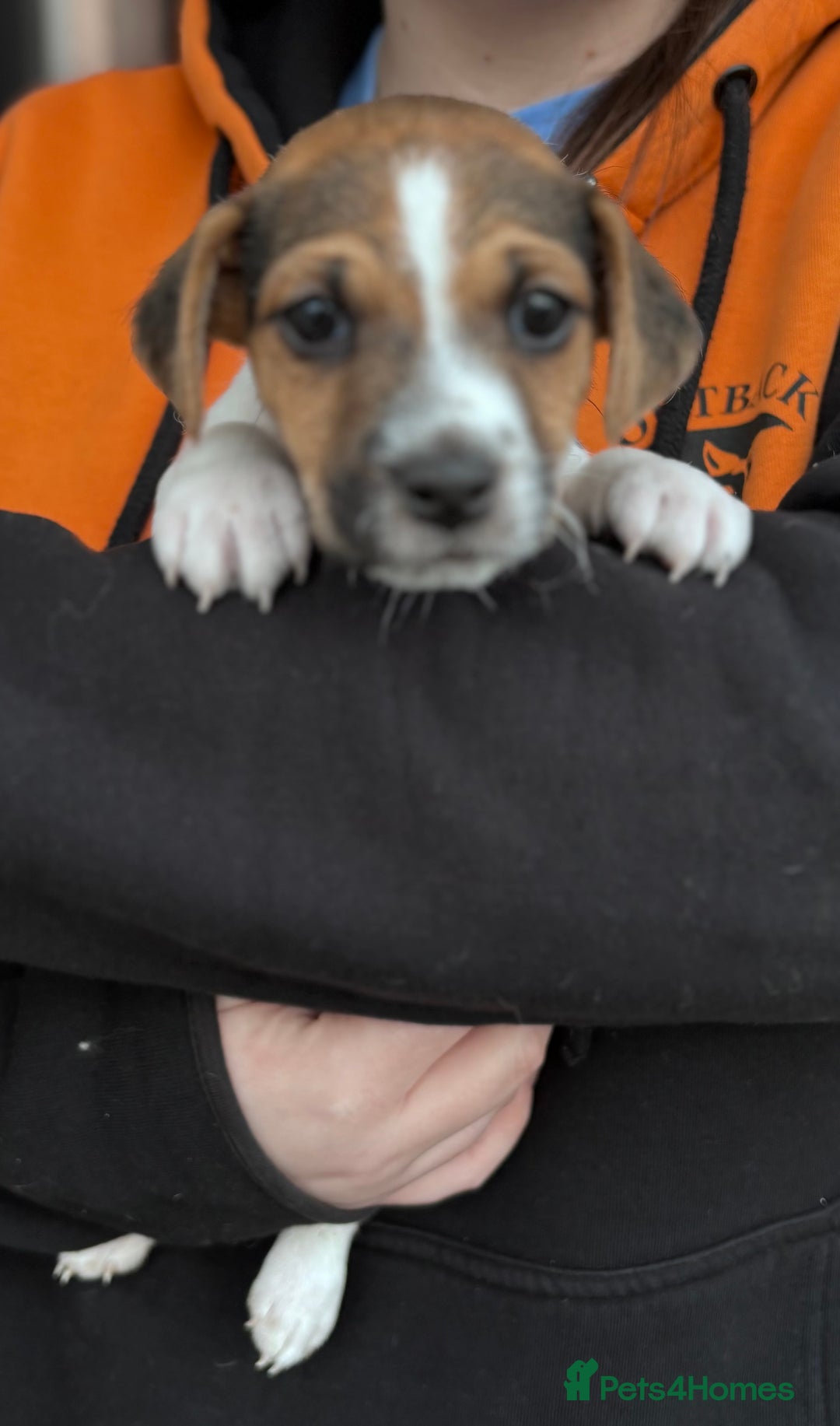 Jack Russell dogs for sale: Jack Russell puppies  - Advert 10