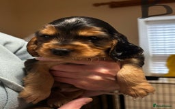 Cocker Spaniel dogs for sale: ⭐️ 1 Girl Ready for new home ⭐️ - Image 9