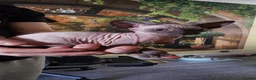 Sphynx cats for sale: Beautifull sphynx kittens for sale. - Advert 5