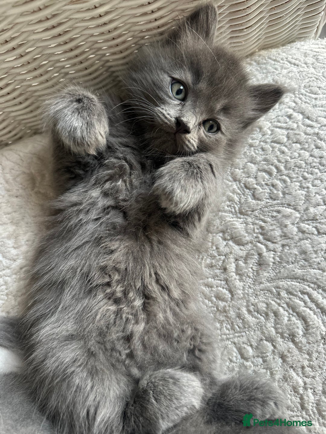 Ragdoll cats for sale: Gorgeous half pedigree Ragdoll kittens - Image 12