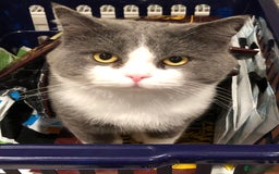 Ragdoll cats for sale: 7yr old Brothers need new home!! - Image 6
