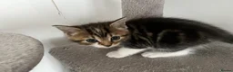 American Shorthair cats for sale: 3 Little Tabbies Looking for Their Forever Homes! - Advert 25