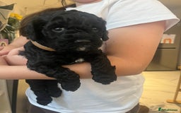 Cavapoo dogs for sale: 🐾 Beautiful Black Cavapoo Puppies – Family Raised - Image 7