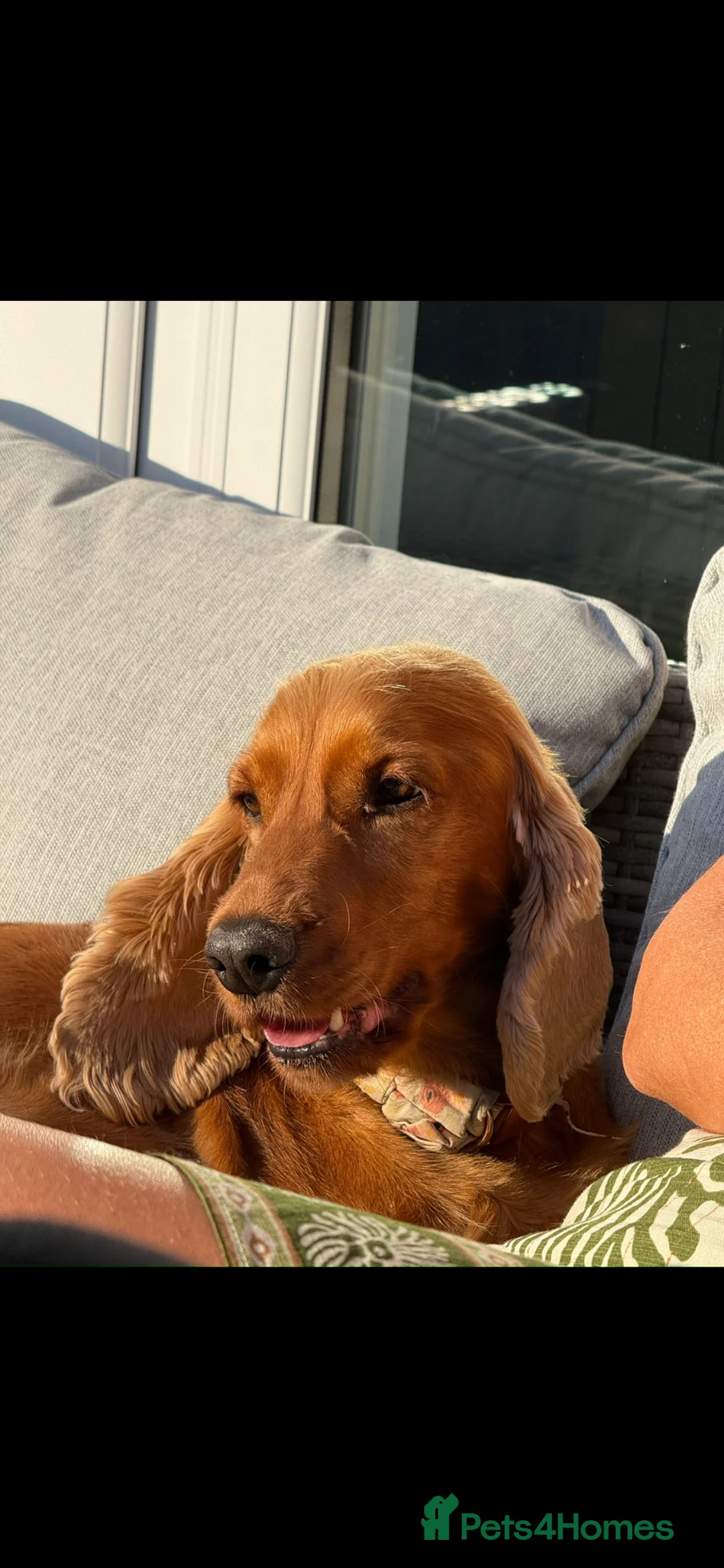 Cocker Spaniel dogs for sale: Golden cocker spaniel  in Hyde - Advert 2