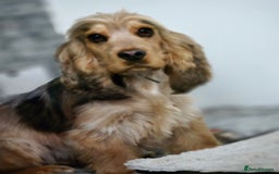 Cocker Spaniel dogs for sale: Ready now Full Show Kc Registered - Image 4