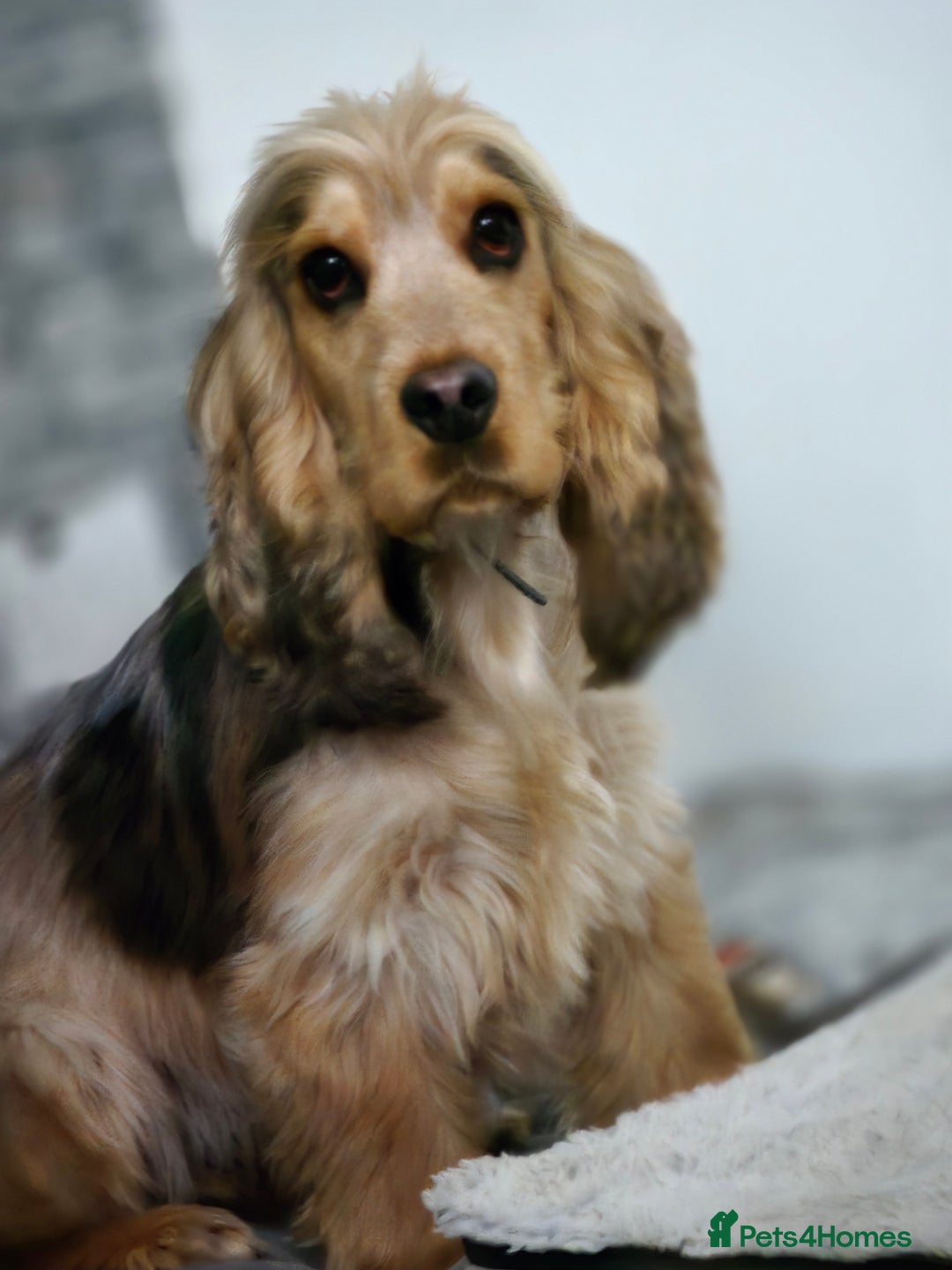 Cocker Spaniel dogs for sale: Ready now Full Show Kc Registered - Image 4