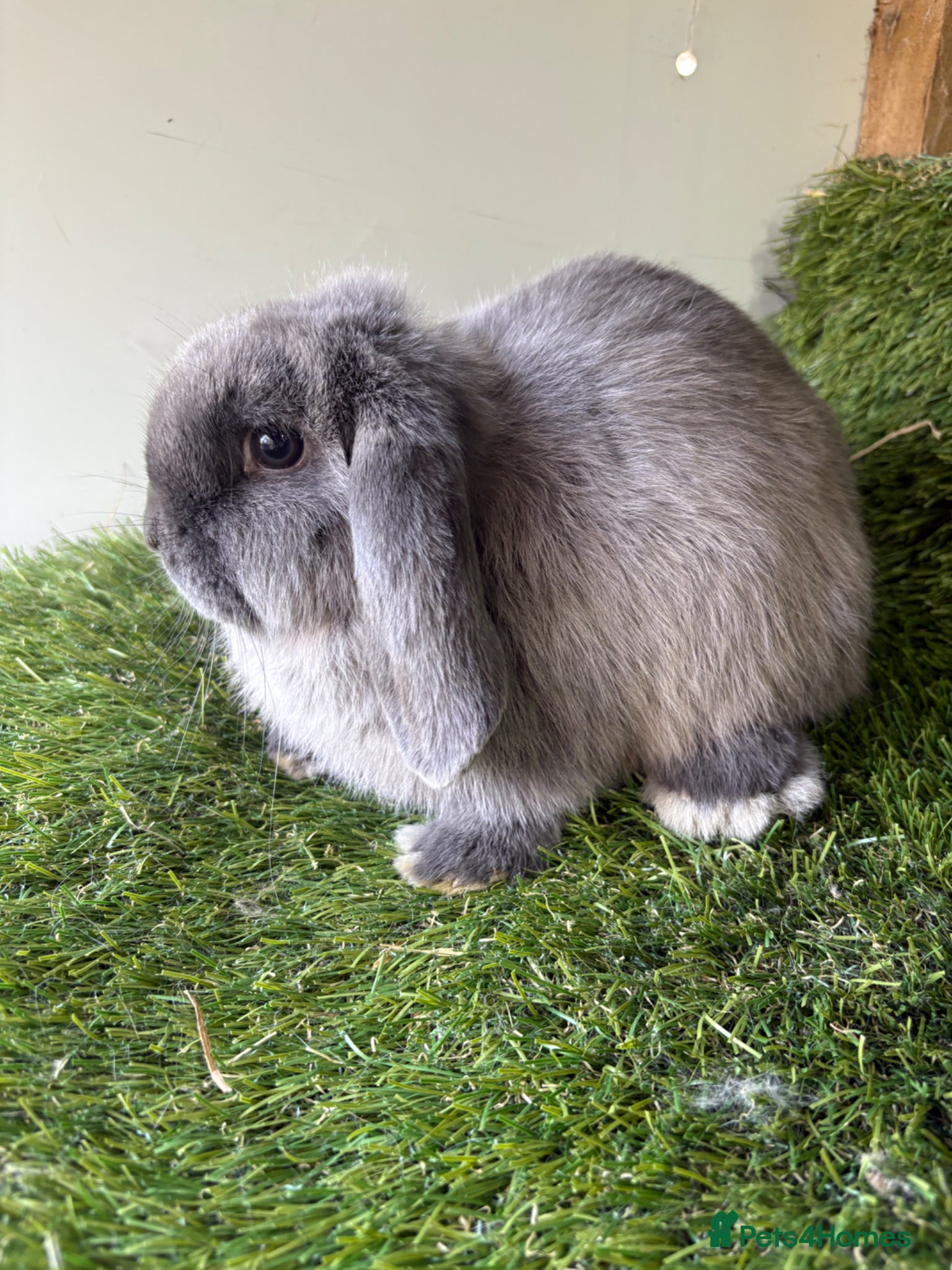 Mini Lop rabbits Stunning mini lop babies - Advert 2