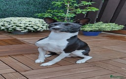 Basenji dogs for stud: Basenji Stud from a Great Lineage  - Image 5
