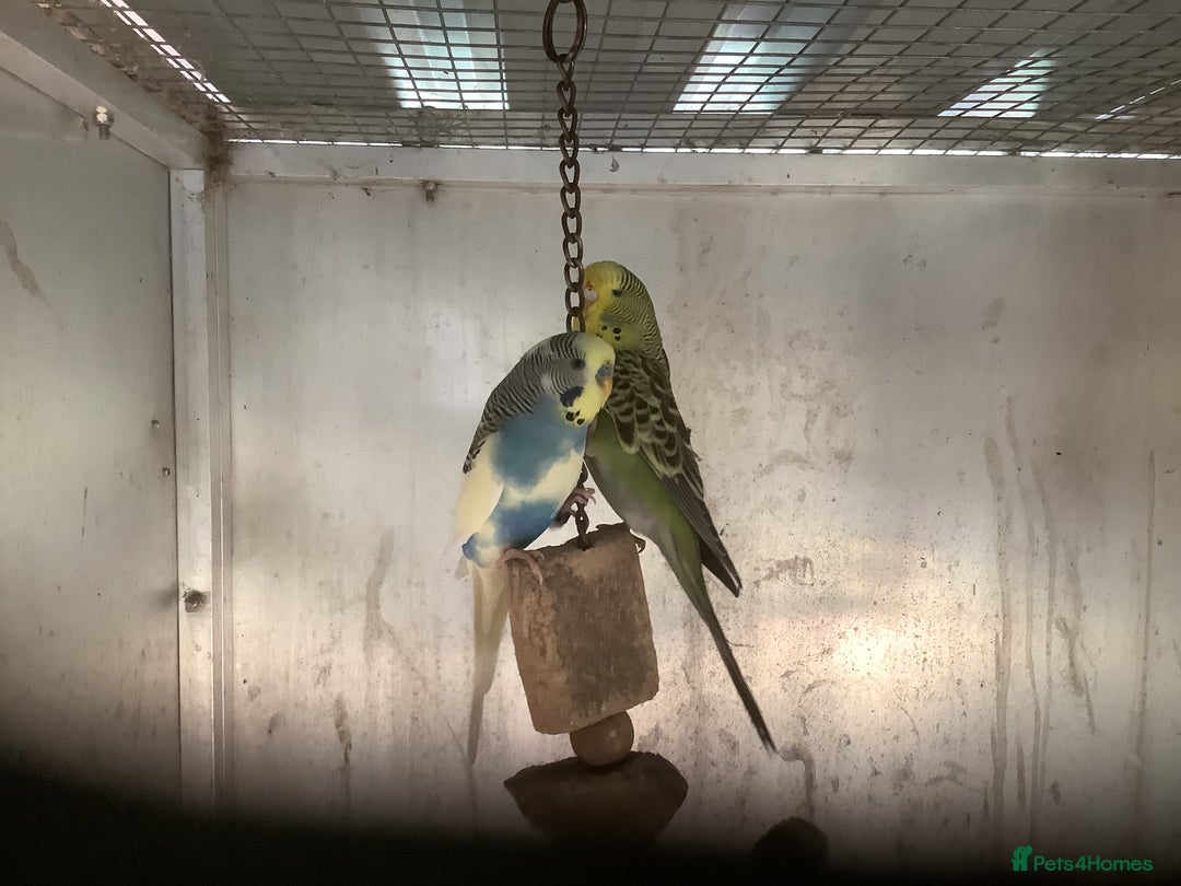 Cockatiels birds for sale: 2025  Cockatiels and Budgies - Image 25