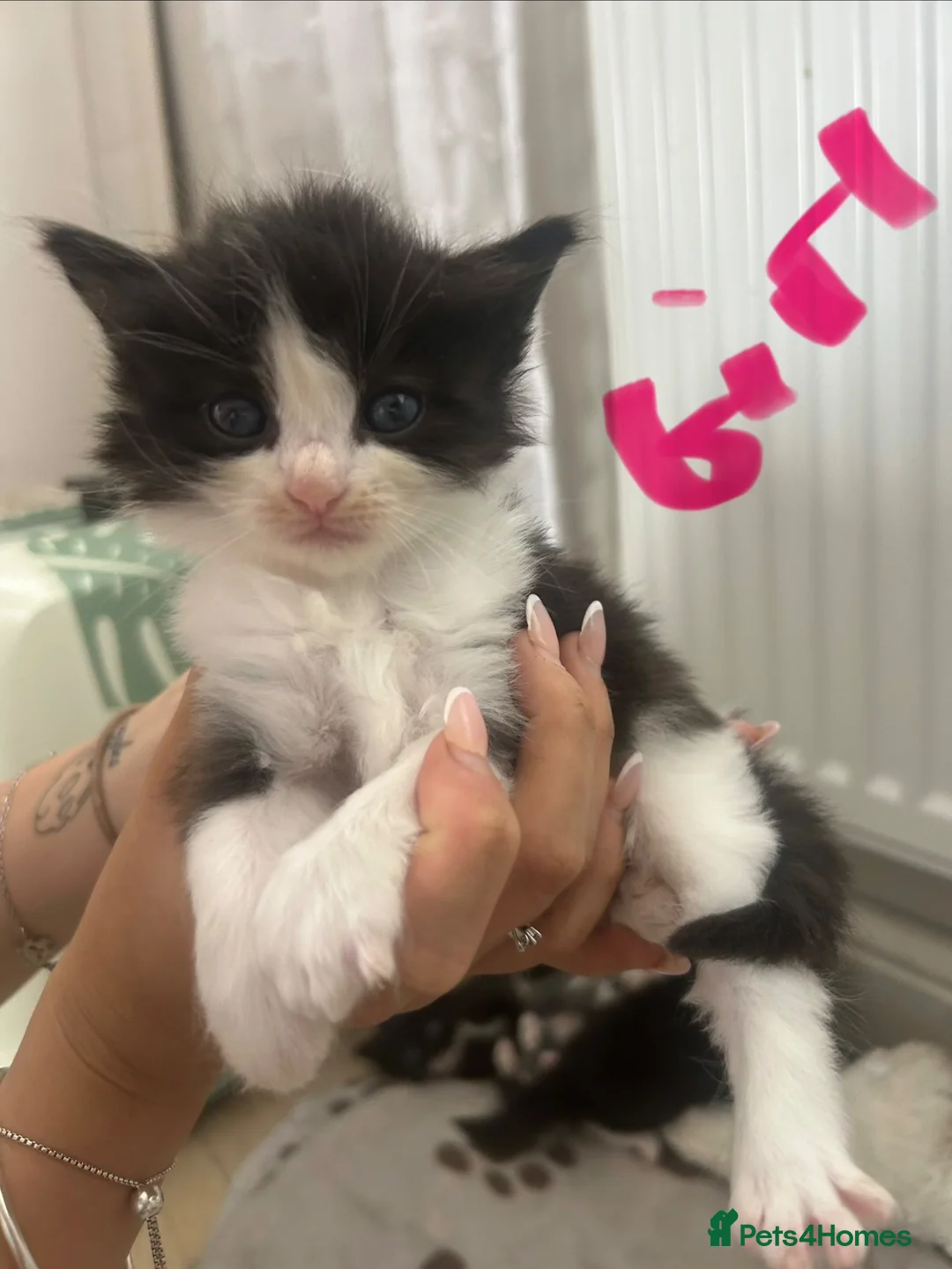 Mixed Breed cats for sale: 5 females for sale  in St. Neots - Advert 1