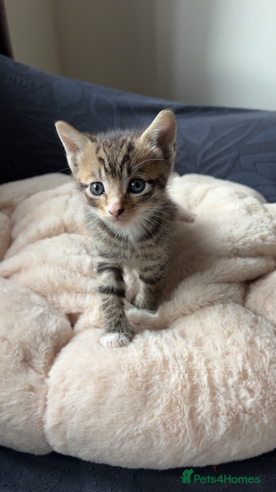 Mixed Breed cats **4 BEAUTIFUL KITTENS FOR SALE** - Advert 1