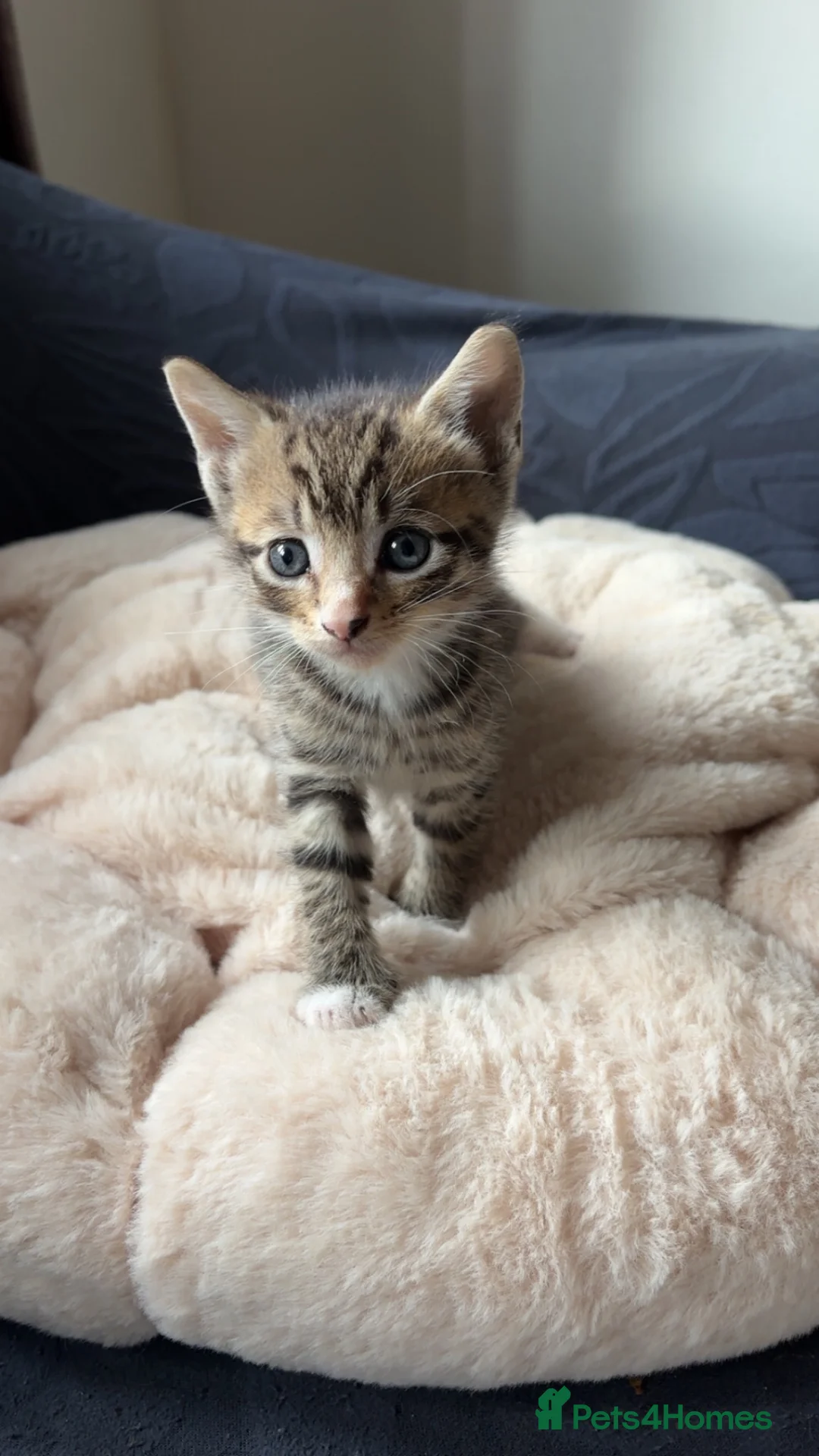 Mixed Breed cats for sale: **4 BEAUTIFUL KITTENS FOR SALE** in Smethwick - Advert 1