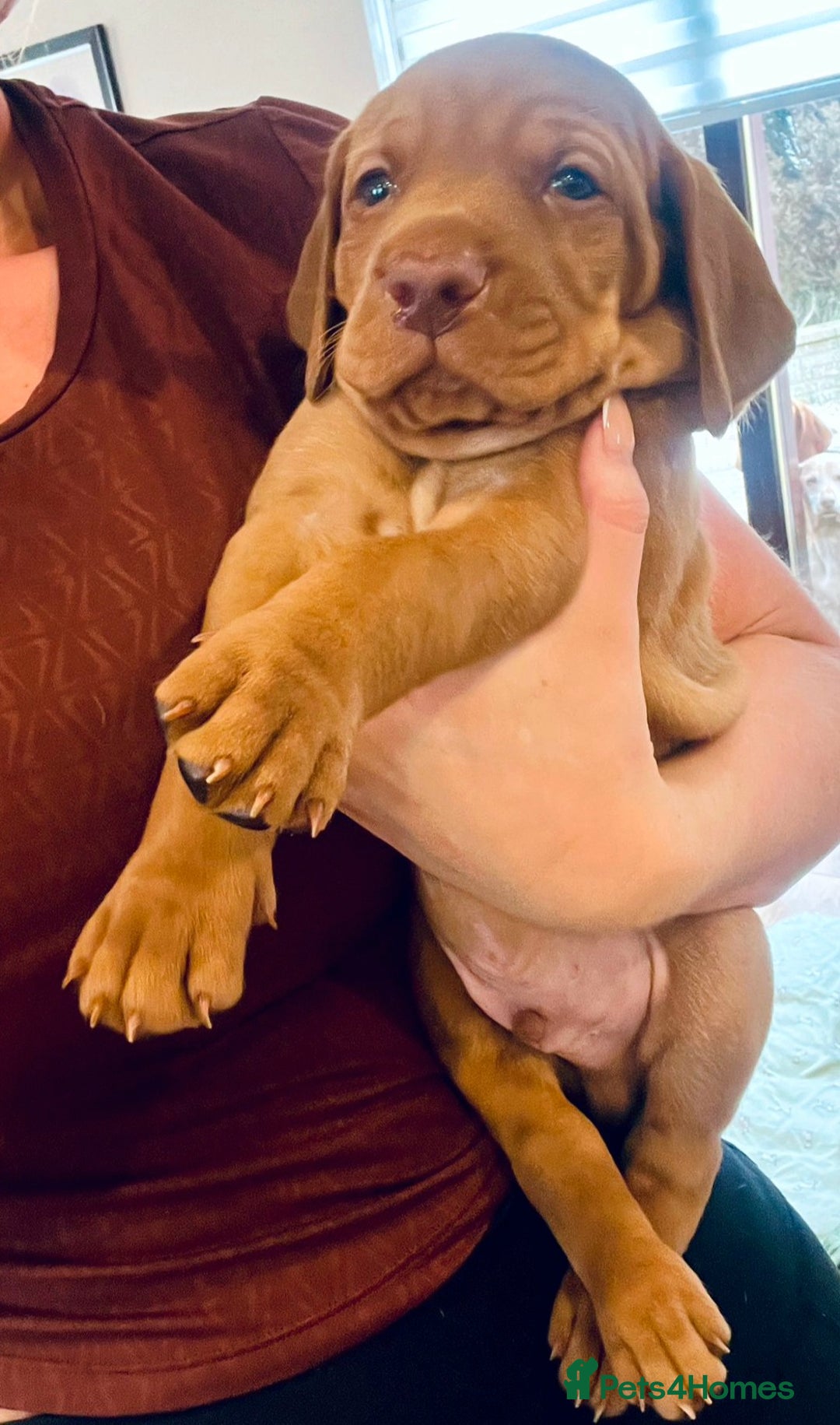 Hungarian Vizsla dogs for sale: 2 viz boys looking for loving homes - Image 25