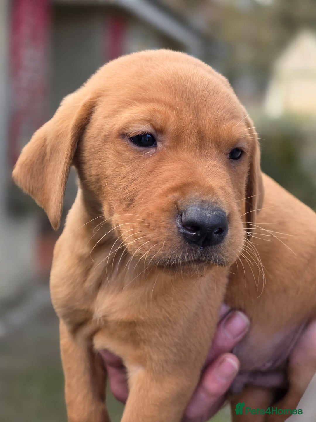 Labrador Retriever dogs for sale: 2 boy KC labradors for sale  - Advert 6